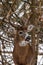 Whitetail Deer Buck in Snow