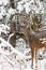 Whitetail Deer Buck Snow