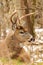 Whitetail Deer Buck Snow