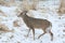 Whitetail Deer Buck In Snowy Marsh