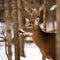 Whitetail deer buck standing in the forest