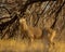Whitetail Deer Buck stands alert in wooded terrain
