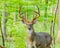 Whitetail Deer Buck In Velvet