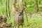 Whitetail Deer Buck In Velvet