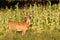 Whitetail Deer Buck with Velvet Antlers