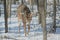 Whitetail Deer Buck Walking In Winter