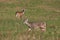 Whitetail deer buck watching doe during rut