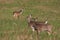 Whitetail deer buck watching doe during rut