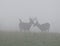 Whitetail deer bucks on a foggy morning