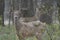 Whitetail Deer Bucks Standing In Woodland