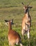 Whitetail deer confrontation