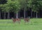 Whitetail deer couple