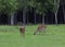 Whitetail deer couple on a field