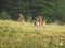 Whitetail Deer doe and 2 fawns alert in field