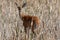 Whitetail Deer Doe in Cattails