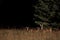 Whitetail Deer Doe and Fawns   40693