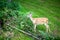 Whitetail Deer Doe Feeding