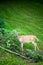 Whitetail Deer Doe Feeding