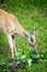 Whitetail Deer Doe Feeding