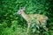 Whitetail Deer Doe Feeding