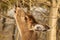 Whitetail Deer Doe Feeding in Winter