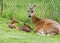 A Whitetail deer doe with her two hours old newborn fawns