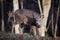 Whitetail deer, a doe, on high alert in Canaan Valley West Virginia