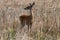 Whitetail Deer Doe in Idaho