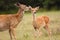 Whitetail Deer Doe Licking Her Fawn