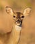 Whitetail Deer doe poses for portrait
