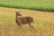 Whitetail Deer Doe Stands in a Bean Field