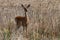 Whitetail Deer Doe in Summer in Idaho