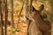 Whitetail Deer Doe Surveys Her Surroundings in the Fall