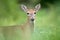 Whitetail deer in the dreamy green field