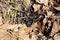 Whitetail deer droppings on forest floor with oak leaves and grass during spring