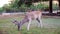 Whitetail deer eating corn out of a yard in the Texas hill country.