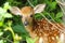 Whitetail Deer Fawn