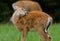 Whitetail Deer Fawn
