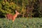 Whitetail Deer Fawn in Bean Field