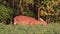 Whitetail Deer Fawn Feeding in Bean Field