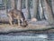Whitetail deer fawn feeding with oak corns in leaves