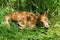 Whitetail deer fawn in grassy feild