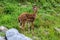 Whitetail Deer Fawn Licking Nose