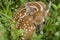 Whitetail Deer Fawn in Lush Green Clover