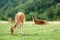 Whitetail deer fawn on a meadow in summer