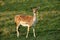 Whitetail deer fawn on a meadow in summer