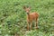 Whitetail Deer Fawn Standing In Bean Field