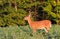 Whitetail Deer Fawn Standing In Bean Field