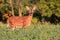 Whitetail Deer Fawn Standing In Bean Field