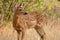 Whitetail deer fawn standing in tall grass in the spring